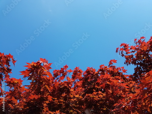 Tree with red maple leaves on a background of blue sky. National symbols of Canada. Autumn solemn mood. Scenery and design of greeting card with copyspace and background. Change of seasons.