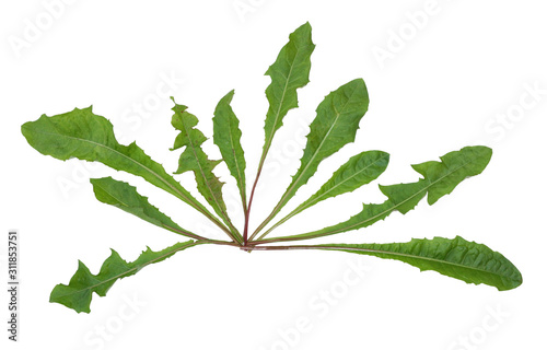 set of green dandelion leaves isolated white background