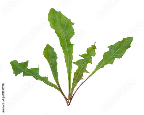 set of green dandelion leaves isolated white background