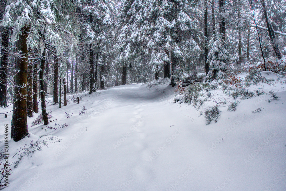 hiking path under snow in mountains with fog, with spruce forest, Beskydy mountains hiking path under snow in mountains with fog, with spruce forest, Beskydy mountains