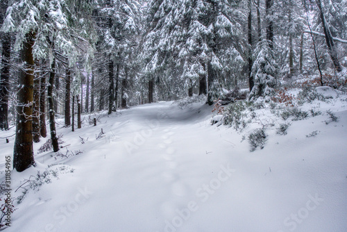 hiking path under snow in mountains with fog, with spruce forest, Beskydy mountains