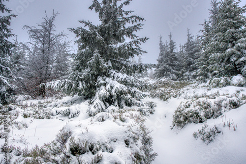 beautifully snowy spruce trees in the mountains