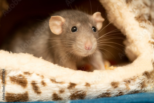 funny curious pet rat close-up © Dorota