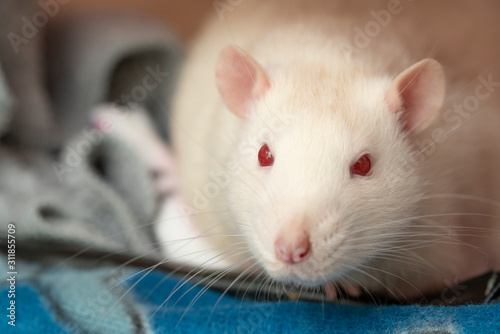 pretty white pet rat 