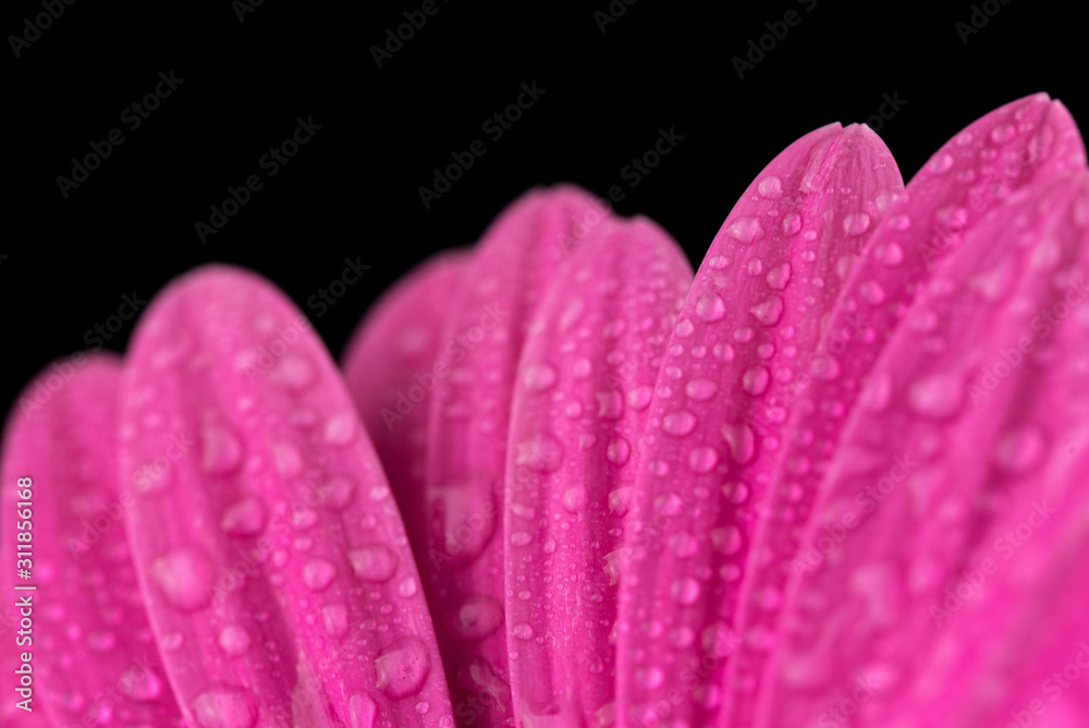 Water Drops on Pink Flower Petals Water Drops on Pink Flower Petals