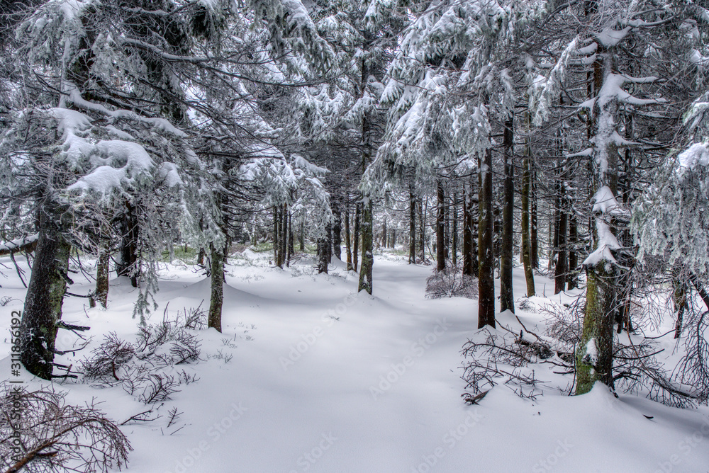 hiking path under snow in mountains with fog, with spruce forest, Beskydy mountains hiking path under snow in mountains with fog, with spruce forest, Beskydy mountains