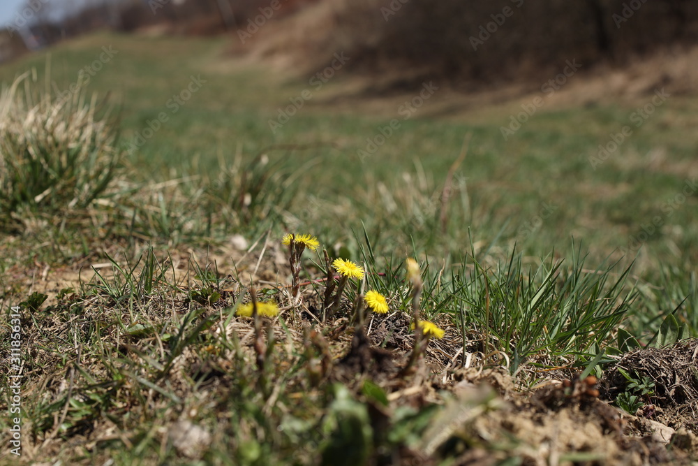 Blooming flower mother and stepmother yellow. Spring awakening of nature. Joyful mood. The beginning of a new life in the rays of sunlight. The first plants after winter. Change of seasons of the year Blooming flower mother and stepmother yellow. Spring awakening of nature. Joyful mood. The beginning of a new life in the rays of sunlight. The first plants after winter. Change of seasons of the year