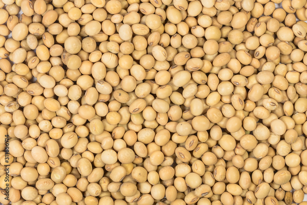 soybean soybean