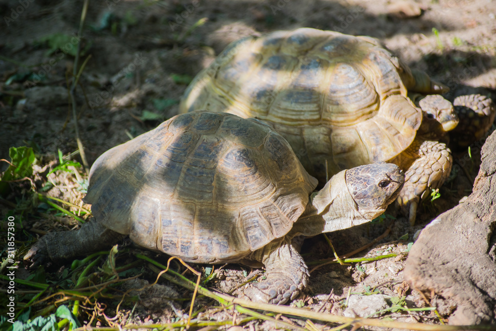 Obraz premium A pair of turtles enjoy the sunshine.