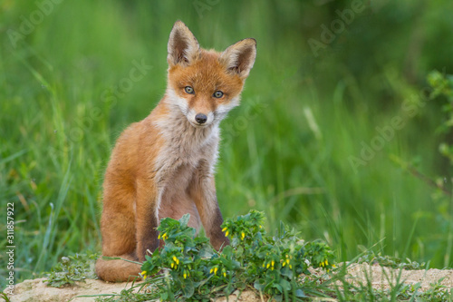 red fox cub photo