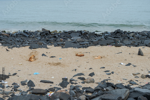 Stray dogs lying in sand on rocky beach in Pondicherry, South India