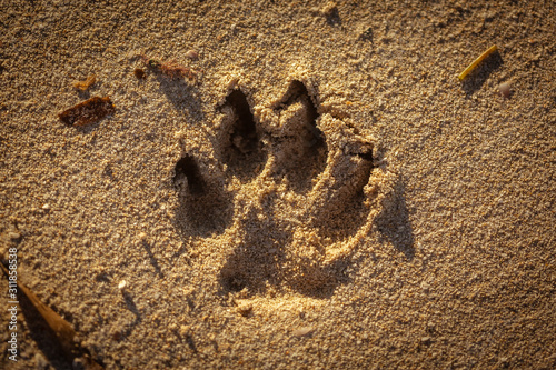 Dog paw foodprint on sand photo