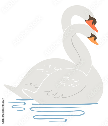 Swan Entwine Neck Courting Illustration