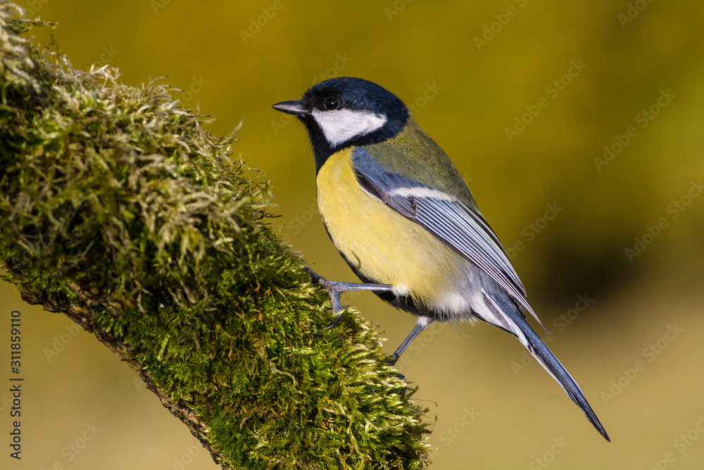 Obraz premium Garden bird Great tit, songbird sitting on the ground. little bird in nature forest habitat, Wildlife scene from nature. Parus major.