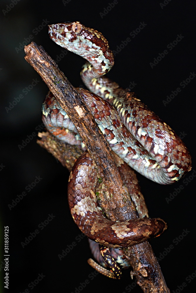 Malabar Pit Viper (Trimeresums malbaricus) is endemic to the western Ghats, Amboli, Maharashtra, India Malabar Pit Viper (Trimeresums malbaricus) is endemic to the western Ghats, Amboli, Maharashtra, India