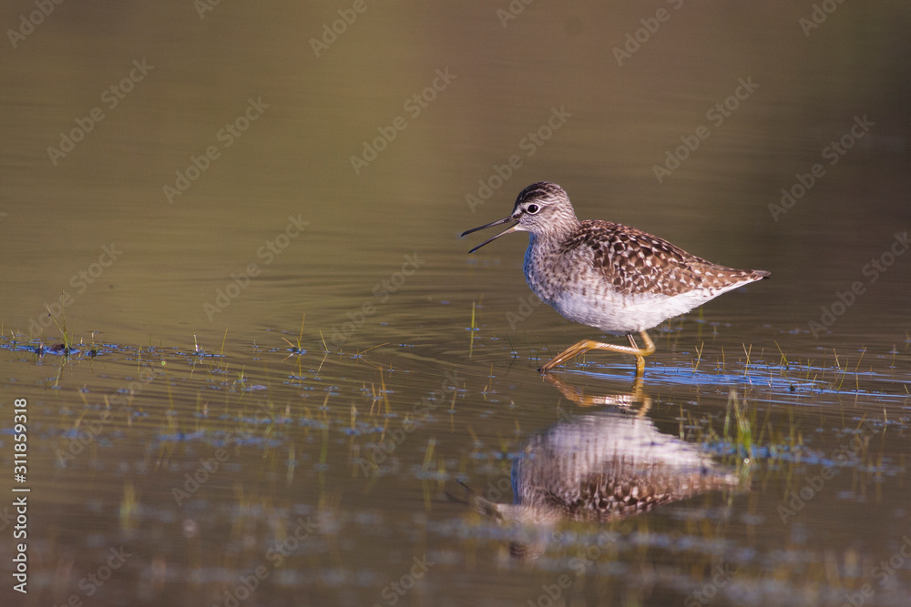 Wood Sandpiper (Tringa glareola)