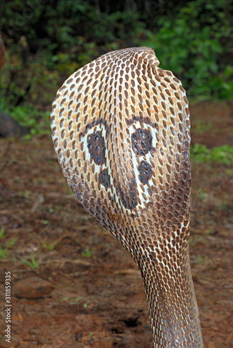 Indian or spectacled cobra (Naja naja) Naja is a genus of venomous elapid snakes. They are the most recognized, and most widespread group of snakes  Pune, Maharashtra, India