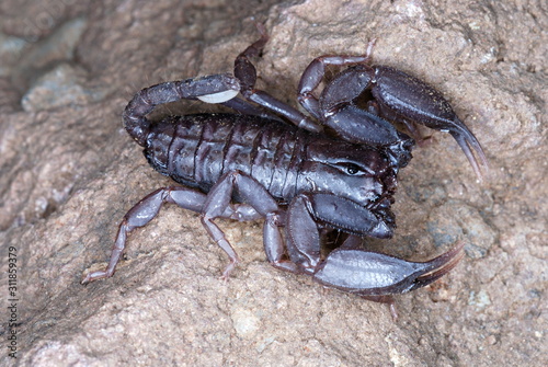 Neoscorpiops deccanensis,  This Crack dwelling scorpion is endemic to the Sinhagad fort, Pune, Maharashtra, India