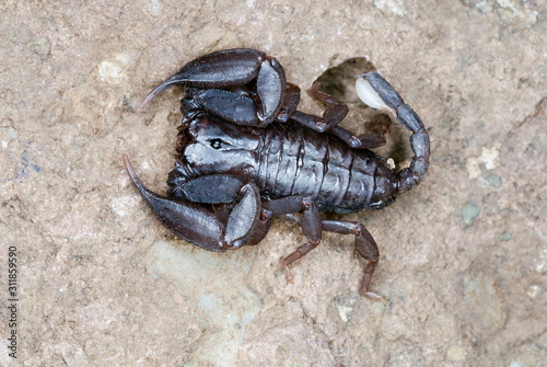 Neoscorpiops deccanensis   This Crack dwelling scorpion is endemic to the Sinhagad fort  Pune  Maharashtra  India