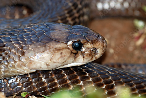 Indian or spectacled cobra (Naja naja) Naja is a genus of venomous elapid snakes.  Pune, Maharashtra, India © RealityImages