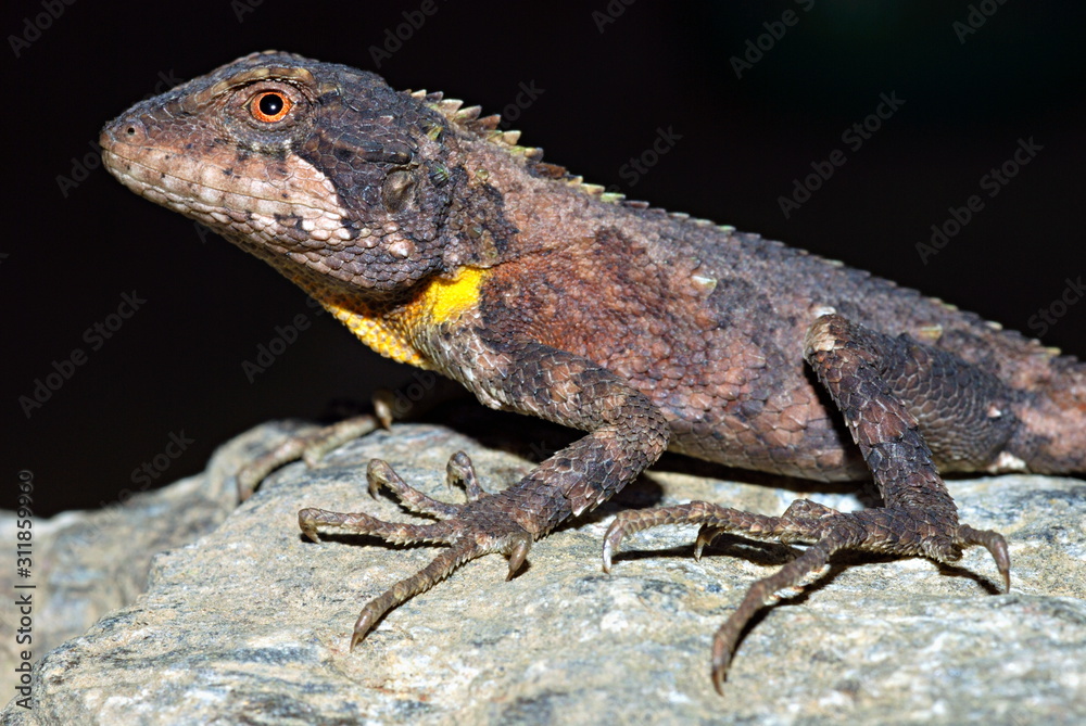 Arbor hill agama, Trapelus agilis. A very rare agamid rediscovered after 125 yrs in 2006 in North East, India, Arunachal Pradesh. Arbor hill agama, Trapelus agilis. A very rare agamid rediscovered after 125 yrs in 2006 in North East, India, Arunachal Pradesh.