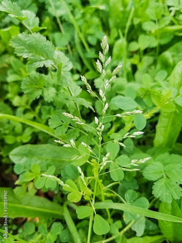 Wallpaper Mural Annual meadow grass or blue grass Torontodigital.ca