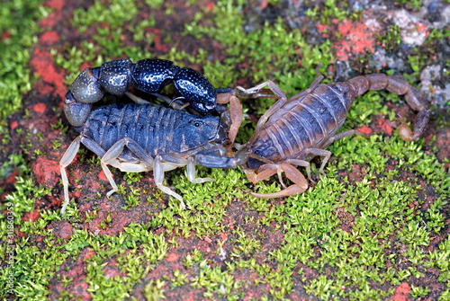 Orthochirus scrobiculosus, Cannibalism. A common phenominan in arachnids, here Orthochirus  bicolor eating a Hottentotta tamulus, Bopden Ghat, Pune, Maharasthra photo