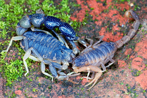 Orthochirus scrobiculosus, Cannibalism. A common phenominan in arachnids, here Orthochirus bicolor eating a Hottentotta tamulus, Bopden Ghat, Pune, Maharasthra. photo