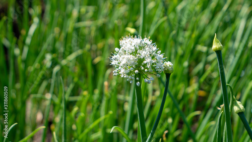 The flowers of the onion are still buds and can be used for cooking.