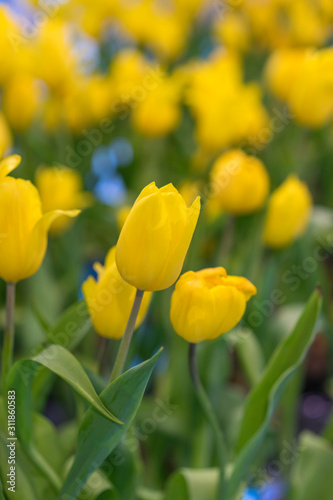 Beautiful yellow tulip flowers in garden, nature background. © Thanaphong