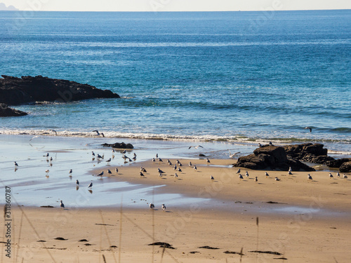 Seagulls flock on the beach © Arousa