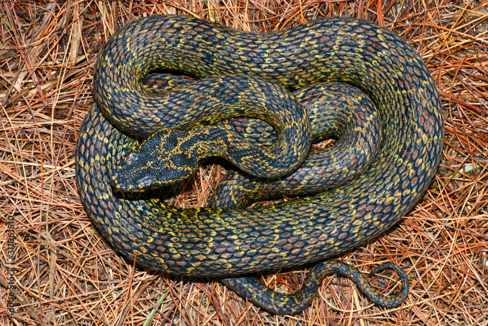 Fototapeta premium Protobothrops jerdonii. a rare medium sized pit viper species. Arunachal Pradesh. India