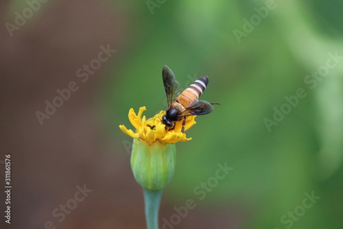 European or Western honey bee