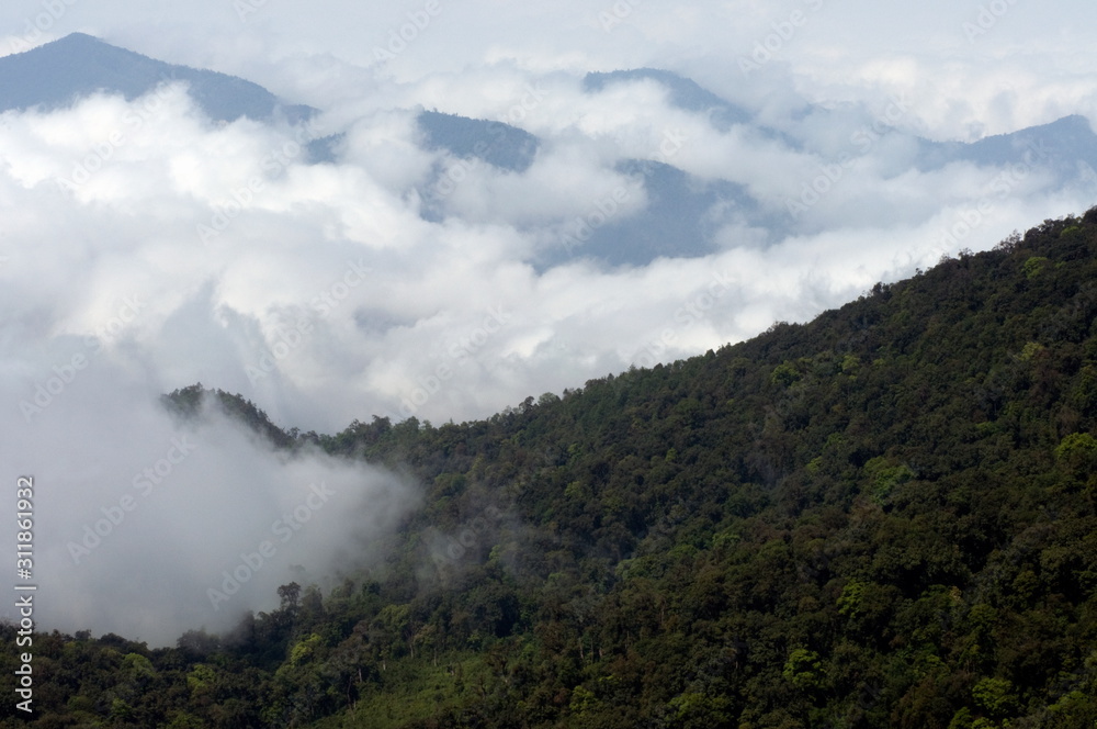 Montane forest in the northeast India