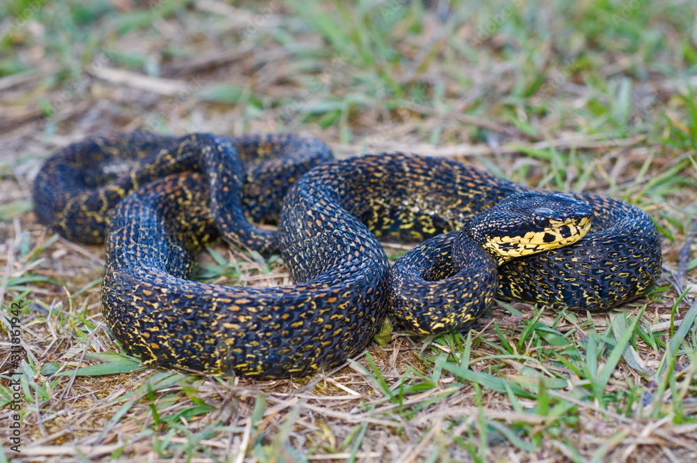 Obraz premium RED SPOTTED PIT VIPER. Trimeresurus jerdonii. Venomous. Jerdon's viper