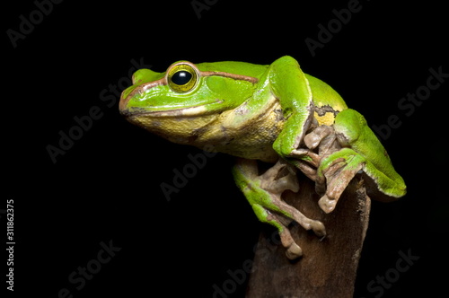 Gliding frog (Rhacophorus burmanus )