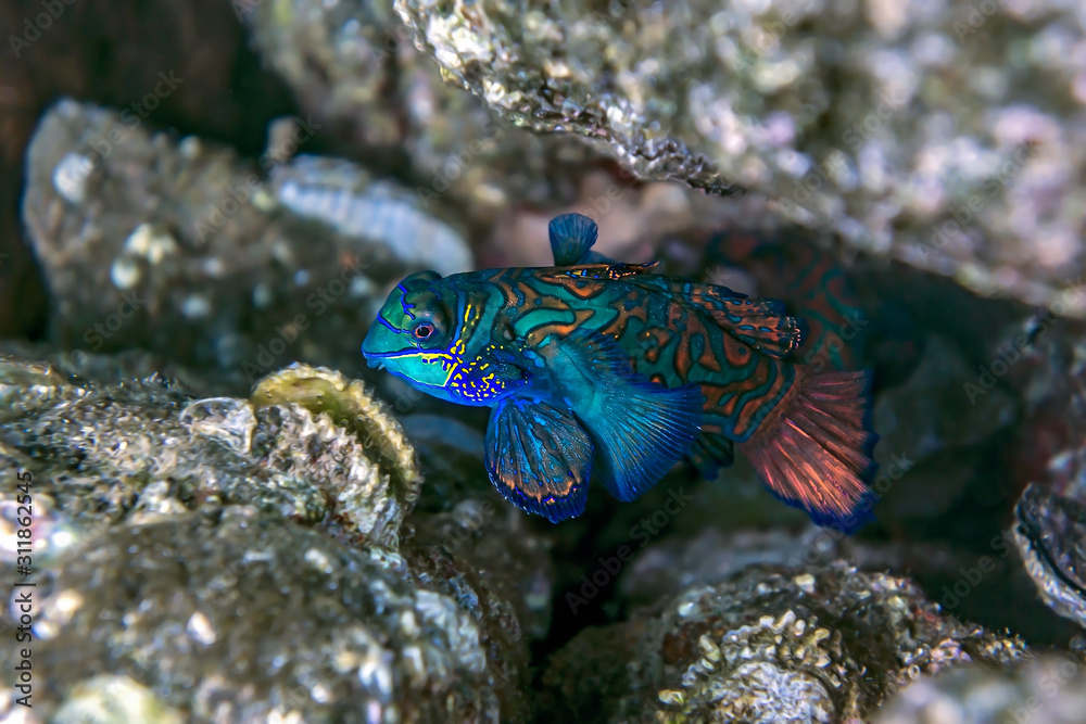 Mandarin fish - Indonesia banda underwater