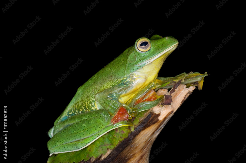 The Malabar Flying Frog (Rhacophorus malabaricus) The Malabar Flying Frog (Rhacophorus malabaricus)
