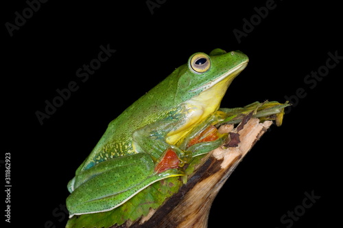 The Malabar Flying Frog (Rhacophorus malabaricus)