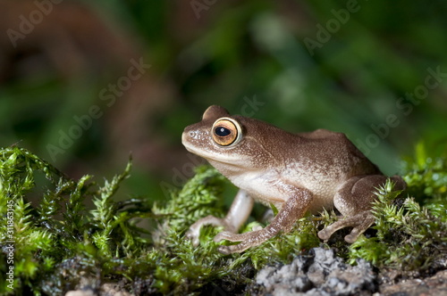 Raorchestes ponmudi, a bush frog photo