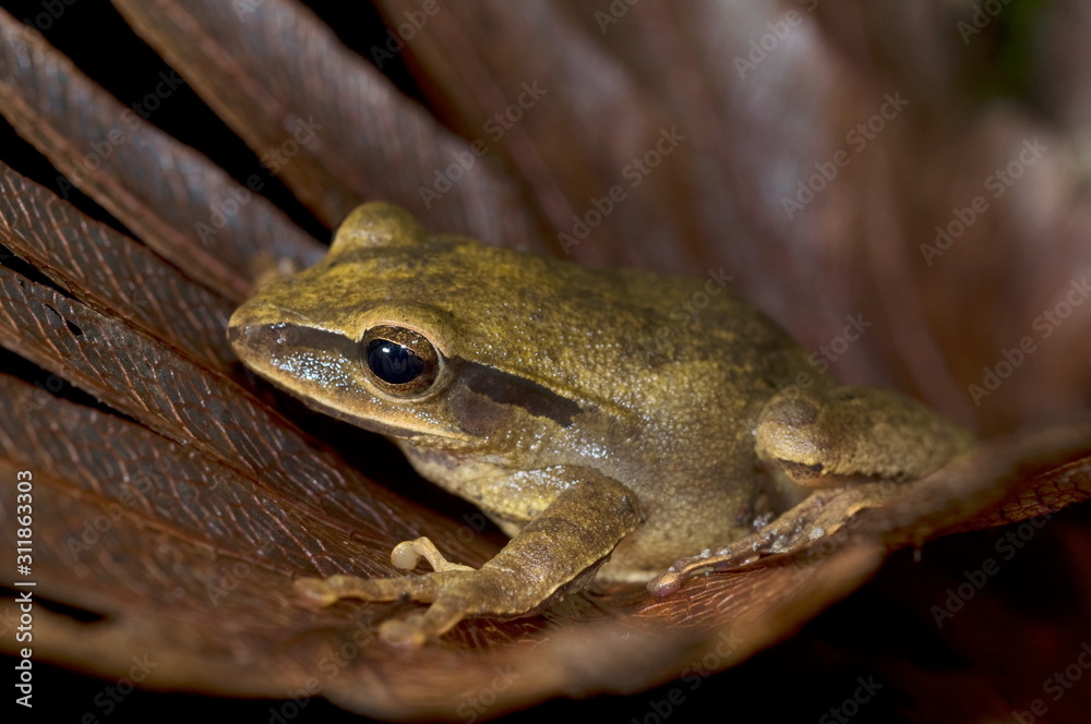 The Common Tree Frog (Polypedates leucomystax) The Common Tree Frog (Polypedates leucomystax)