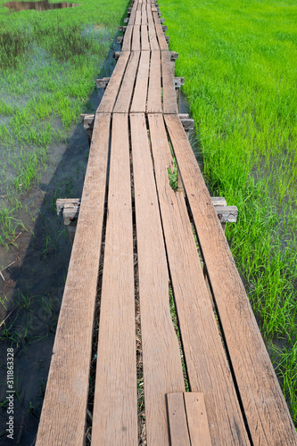 Old wood pathway in rice field