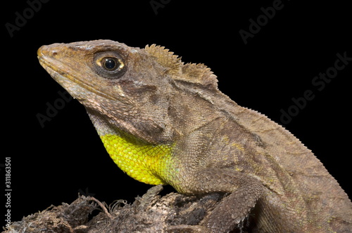 Japalura andersoniana, an agamid species from northeast India photo