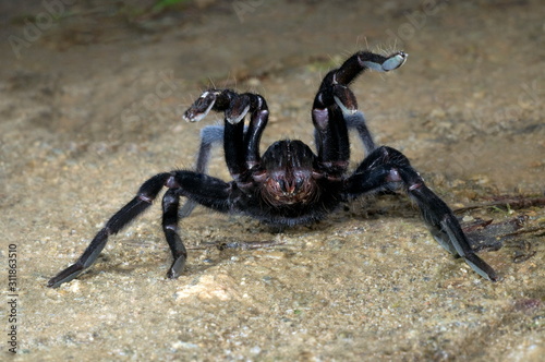 Megalomorph species of spider displaying its aggression, Arunachal Pradesh photo