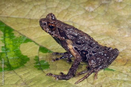 Xenophryus species of frog seem in the leaf litter in Arunachal Pradesh photo