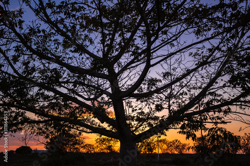 big tree silhouette