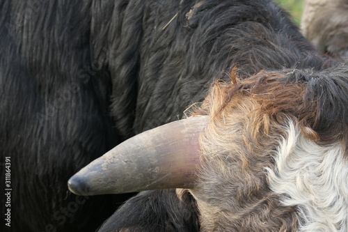 close up of a bulls head