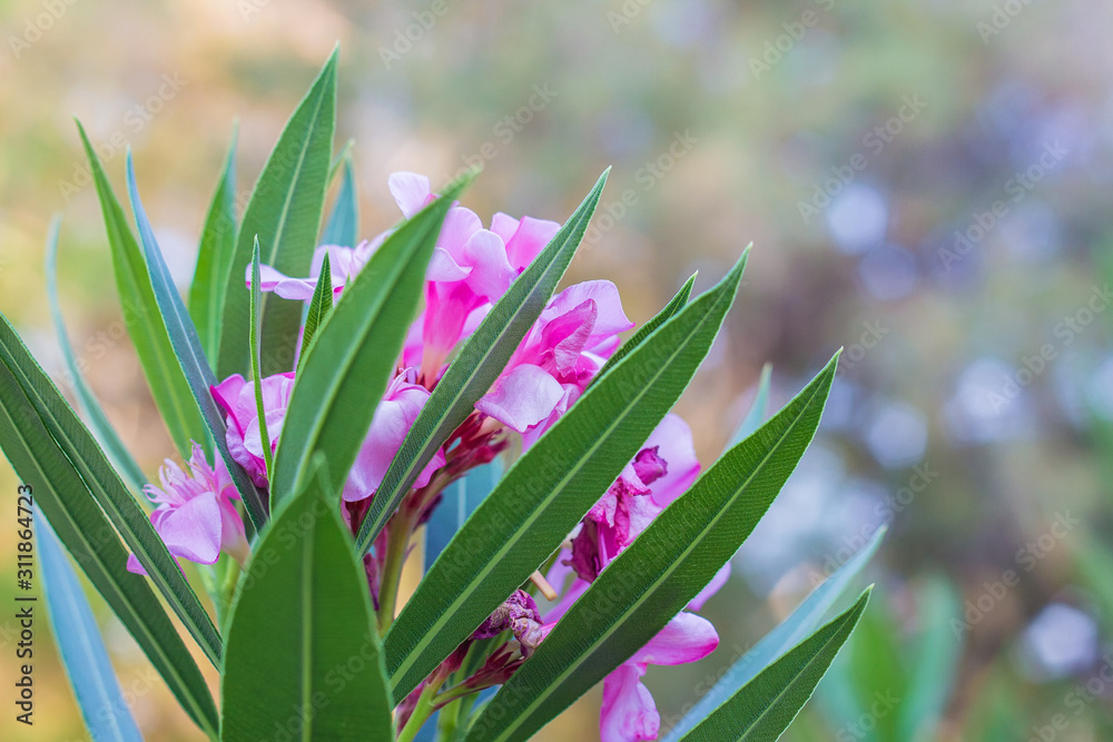 Obraz premium Pink flowers with green leaves on a blue background of Aegean sea, Bodrum, Mugla, Turkey. Traditional Aegean style white houses, colorful streets and bougainvillea flowers in Bodrum city of Turkey.