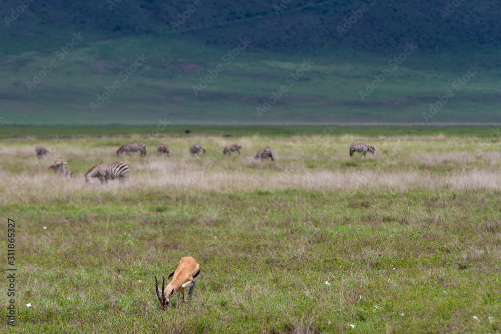 Naklejka premium Thomson-Gazelle und Zebras im Ngorongoro-Krater, Tansania