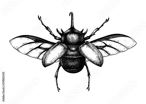 Hand sketched five-horned rhinoceros beetle. Insects collection. Isolated entomological illustration on white background. Insects drawing. Black and white rhinoceros beetle sketch. Realistic outline.
